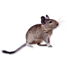 DEGU (ČILEANSKA VEVERICA)